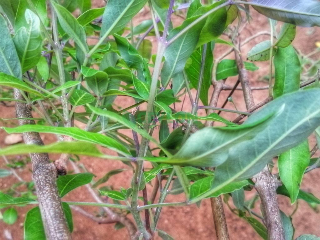 Nika/නික is considered a valuable herb in traditional Hela medicine