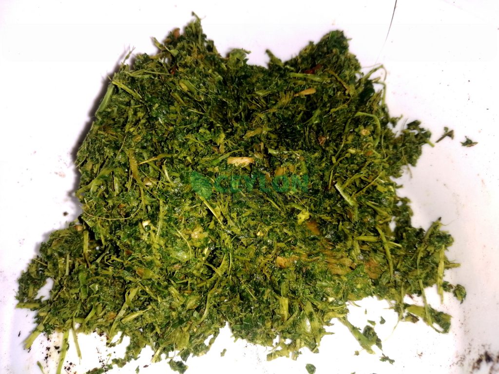 Nika/නික is considered a valuable herb in traditional Hela medicine