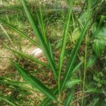 Alpinia calcarata / Snap ginger / heen araththa