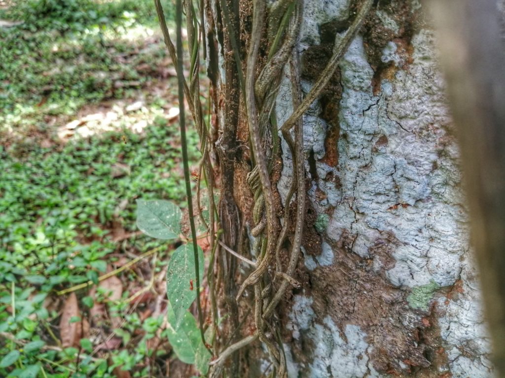 Tinospora cordifolia / Heart-leaved moonseed