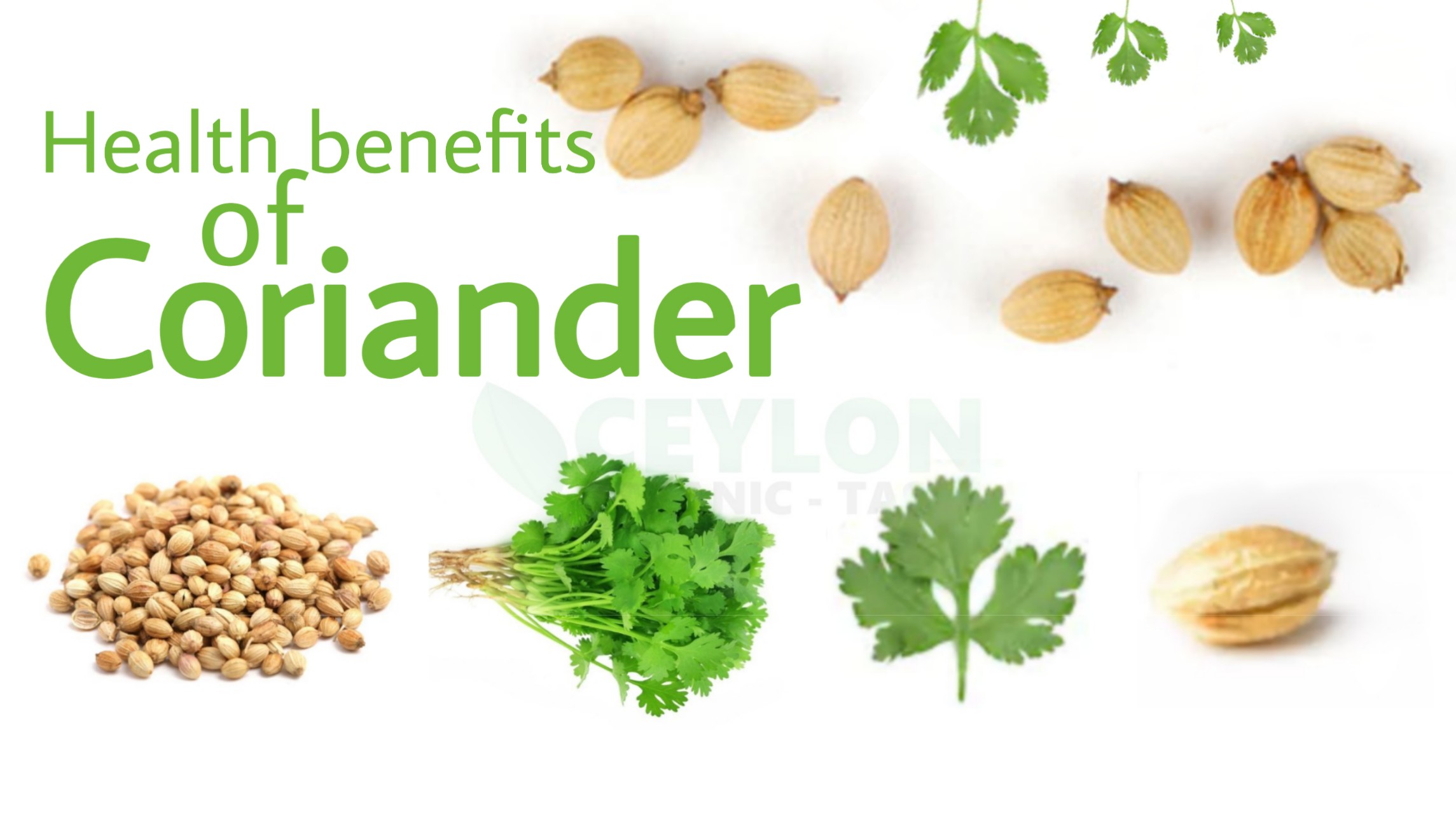 Coriander – Best Immunity Boosting Medicine