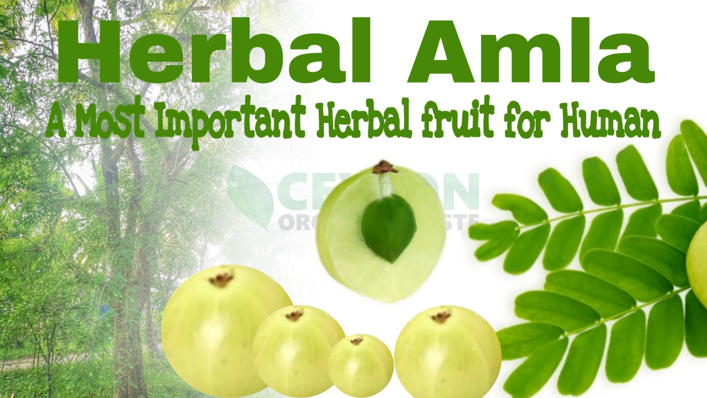 Herbal Amla – Important Herbal Fruit for humans