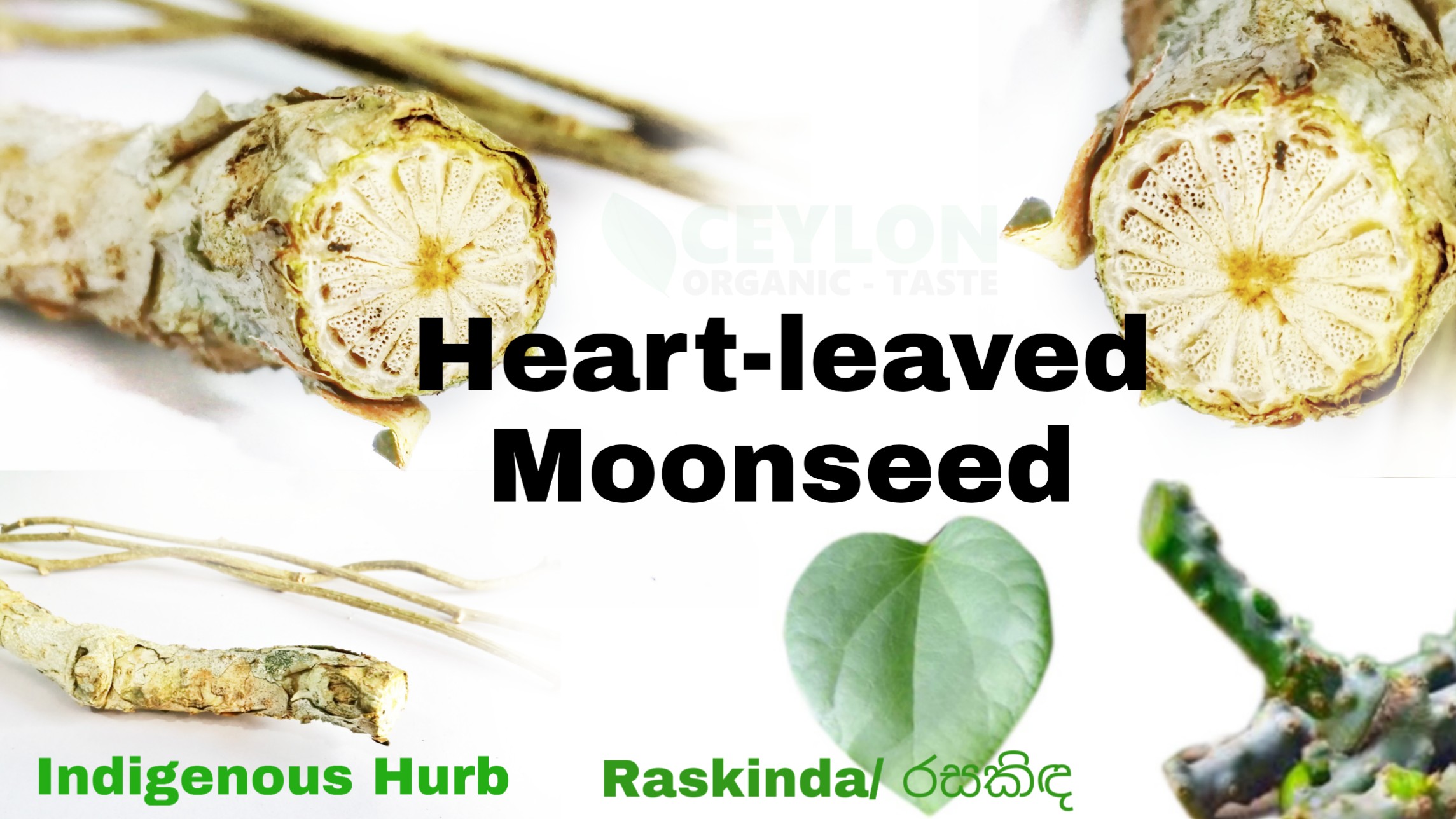 Tinospora cordifolia / Heart-leaved moonseed/ Rasakinda – A Important natural herb for the human body