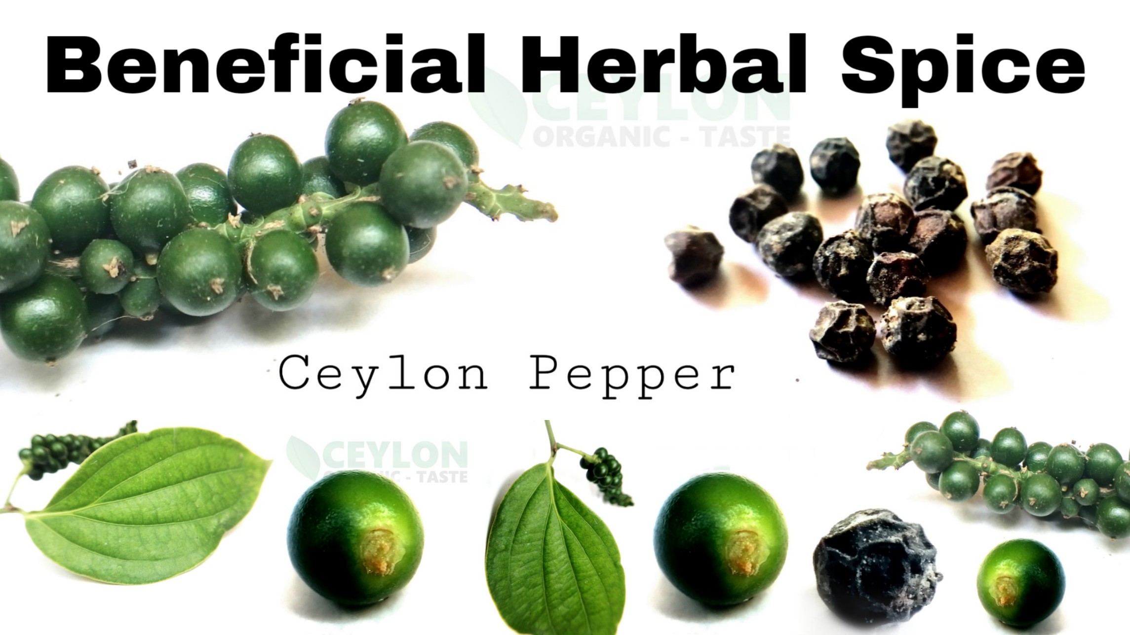 Pepper Benefits – Herbal Spice with many medicinal properties