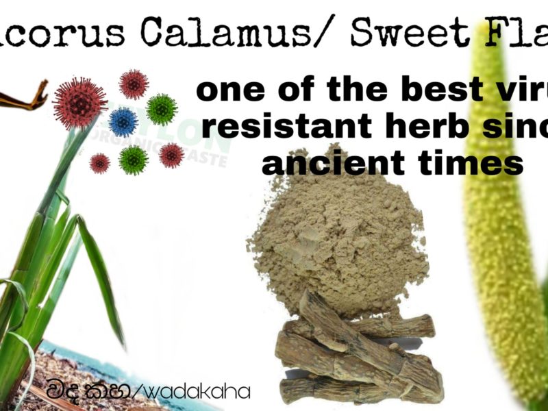 Acorus calamus/ sweet flag – A good virus resistance  herbal since ancient times