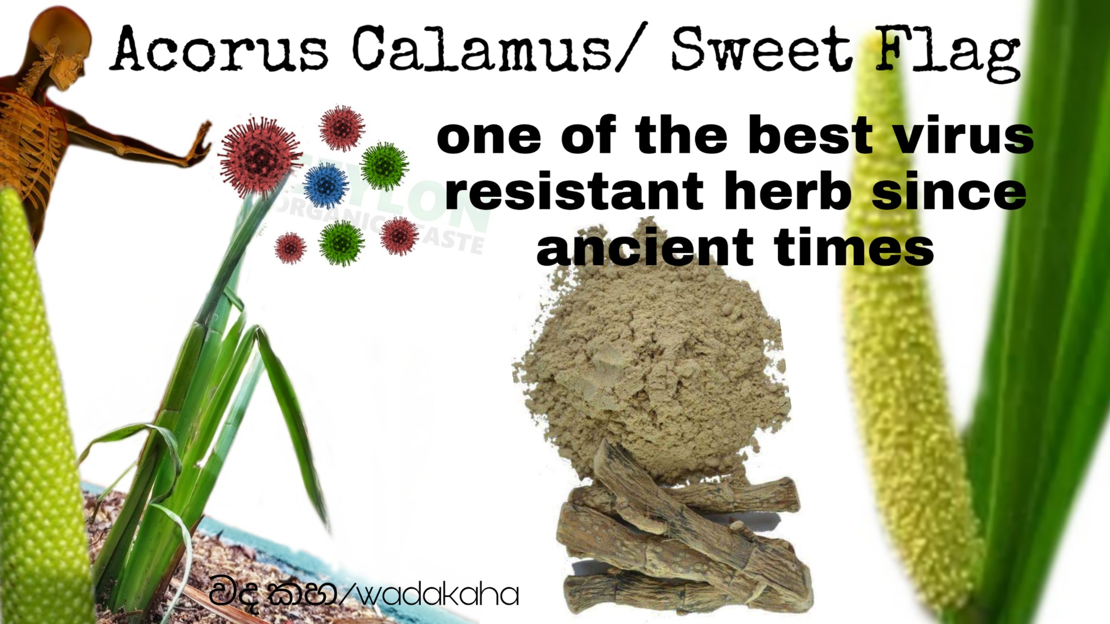 Acorus calamus/ sweet flag – A good virus resistance  herbal since ancient times