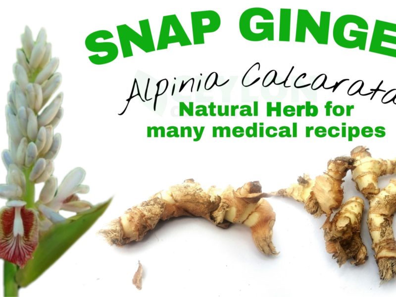 Natural Herb for many medical recipes – Alpinia calcarata / Snap ginger / Heen araththa