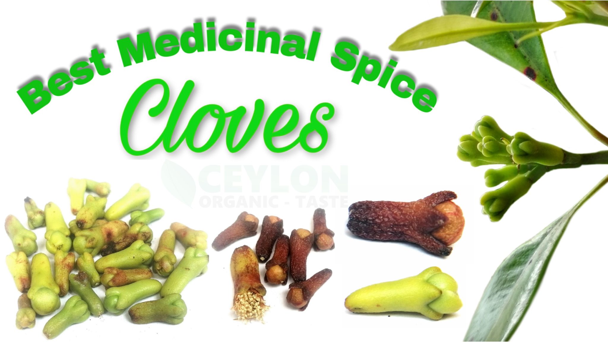 Best Antibacterial Herbal Spice Cloves Benefits Ceylon Organic Taste