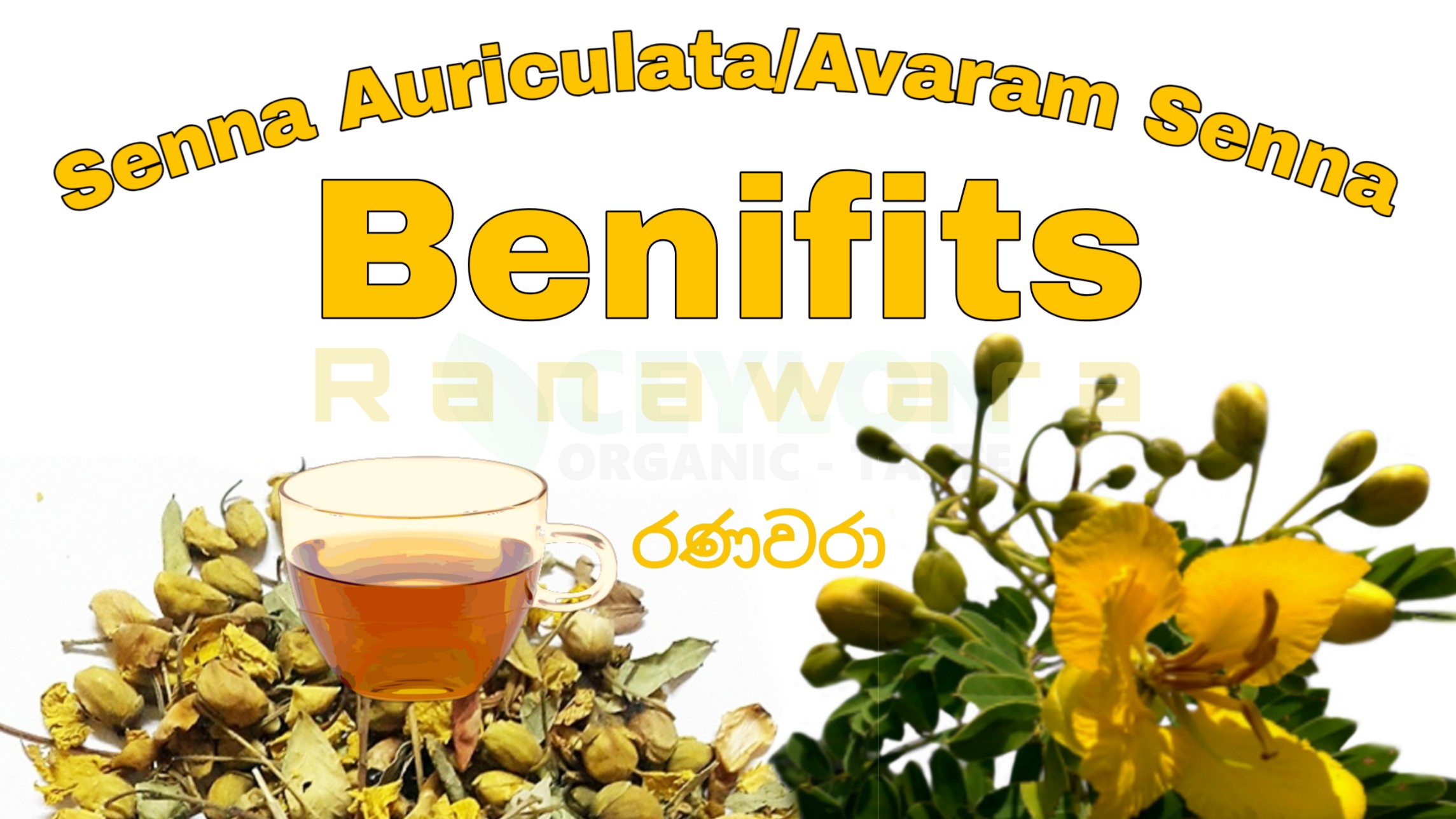 Top 10 Benefits of Senna Auriculata/Avaram Senna/ Ranawara – One of the Best Herbal Drink