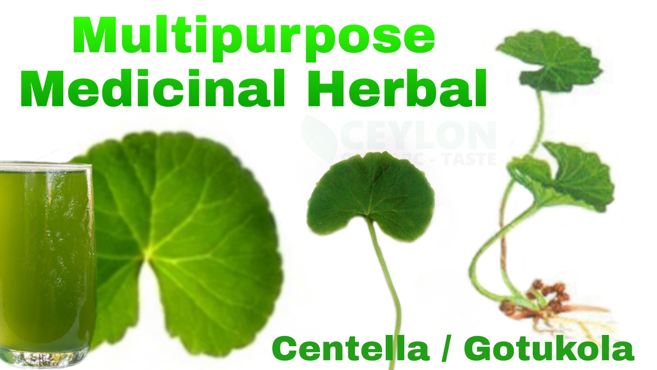 Multipurpose Medicinal Herbal – Centella Gotukola