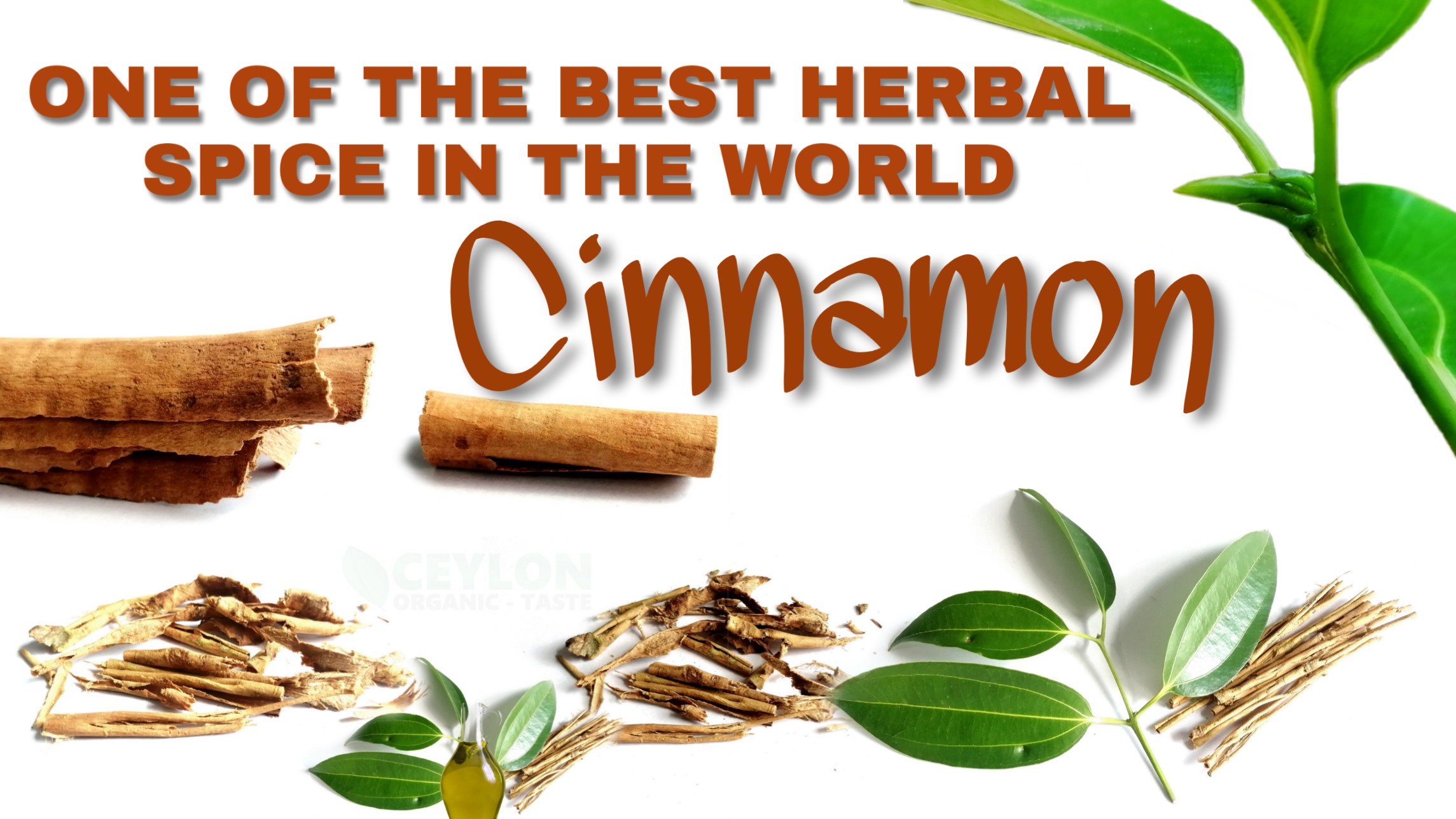 Cinnamon - One of the best herbal spice in the world - Ceylon Organic Taste