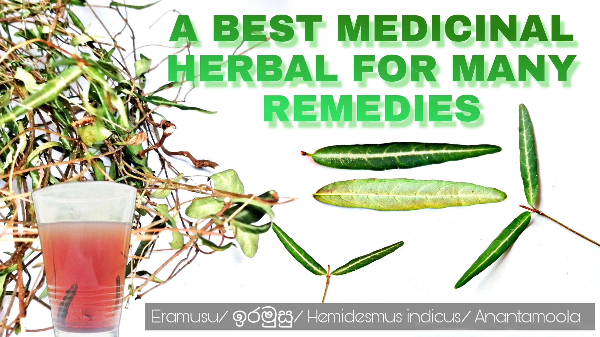Best Herbal for many remedies – Eramusu-Hemidesmus indicus-Anantamoola