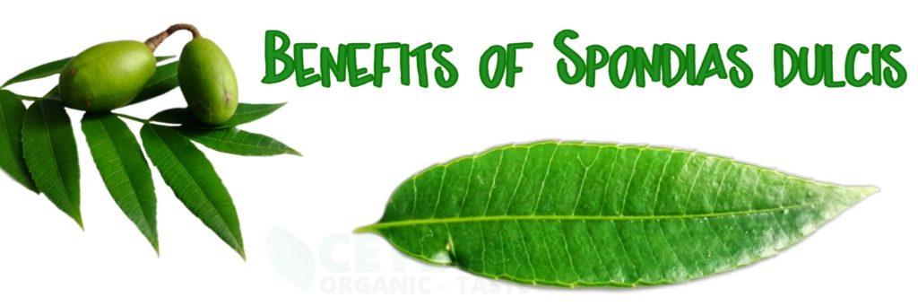 10 Benefits of Spondias dulcis Ambarella - Medicinal Fruit