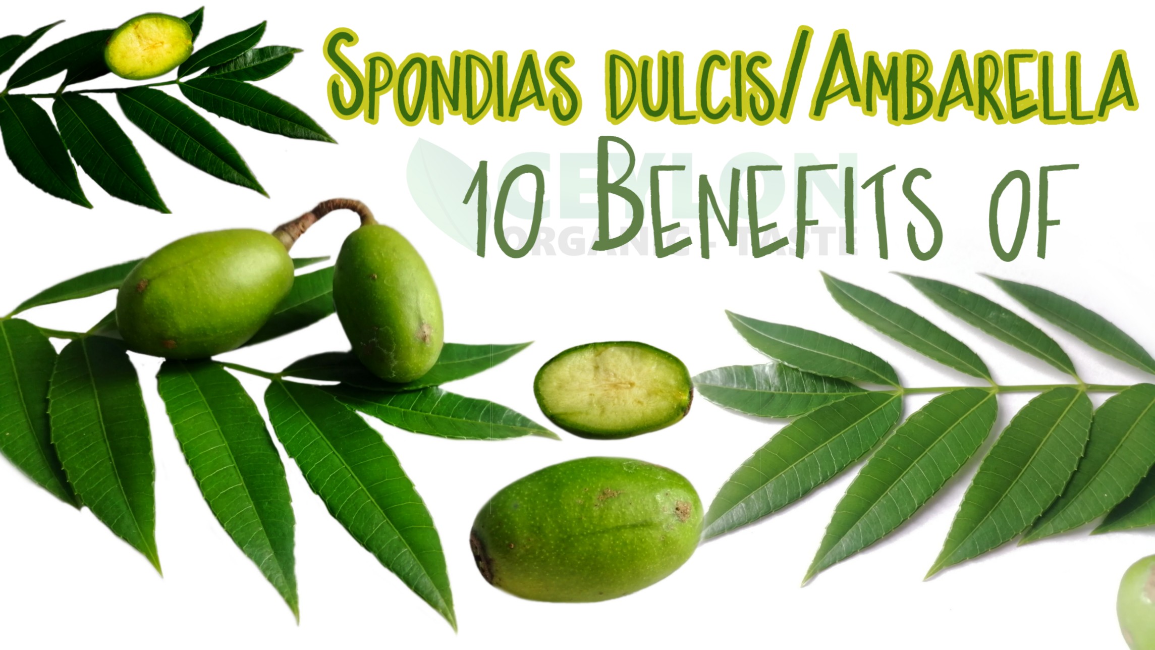 10 Benefits of Spondias dulcis/ Ambarella – Medicinal Fruit