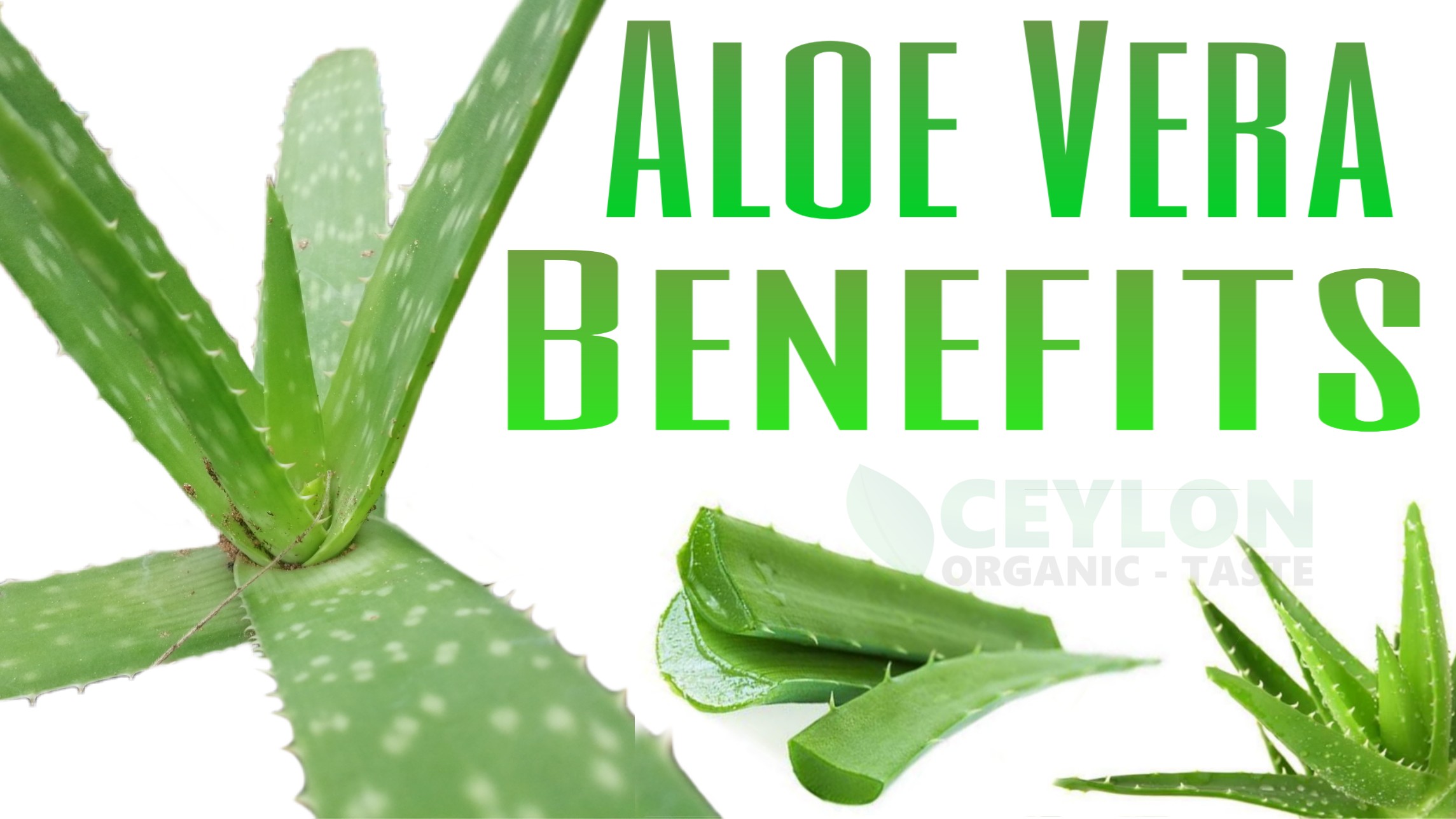 15 Natural Benefits of Aloe-Vera