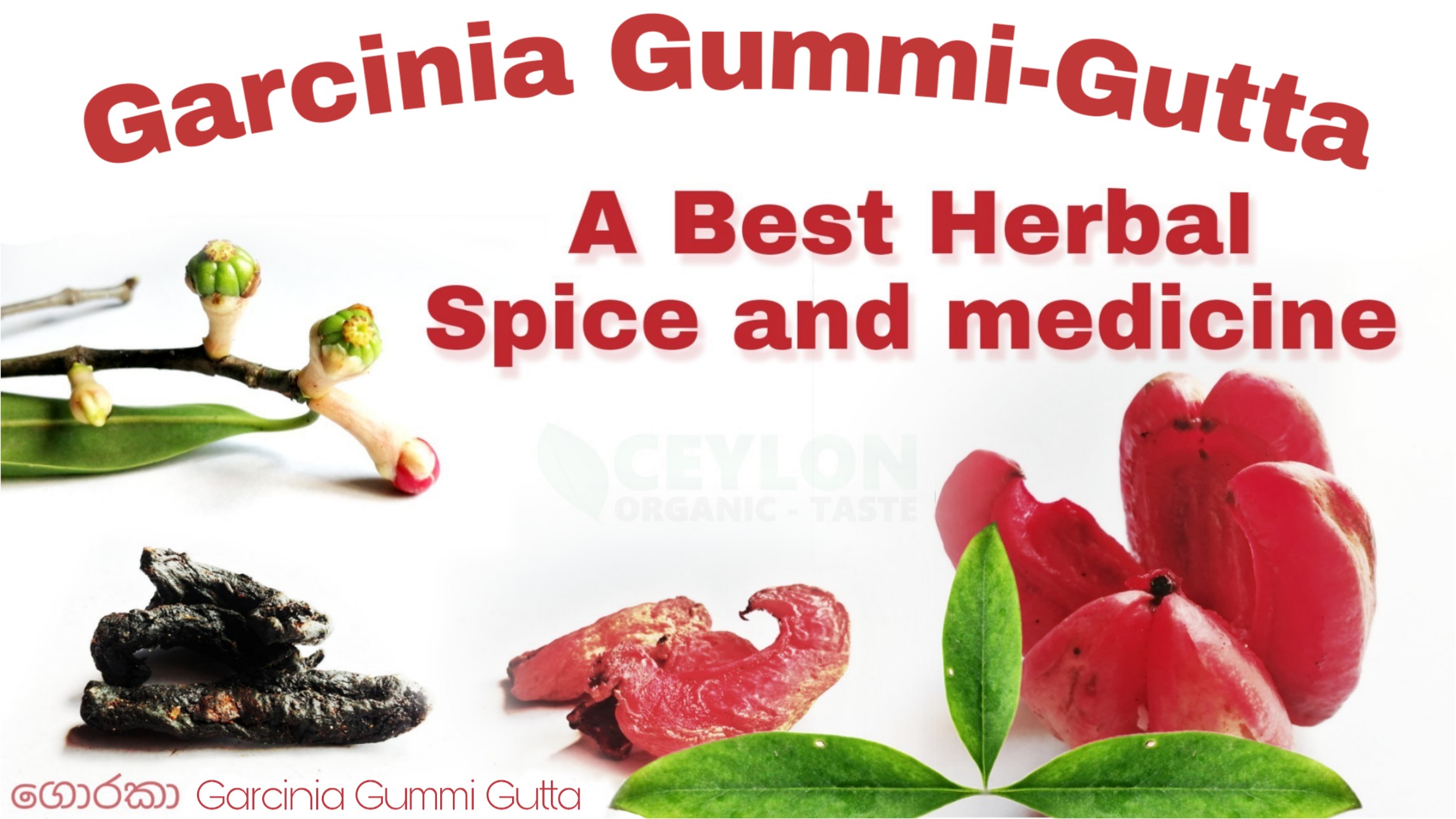 A Best Medicine and Spice – Garcinia Gummi Gutta Goraka