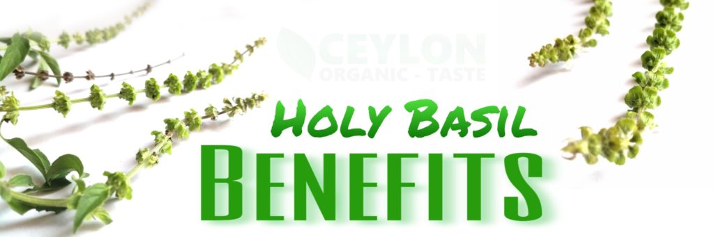 Holy Basil miracle herbal for many ailments Ocimum tenuiflorum Ceylon organic taste D