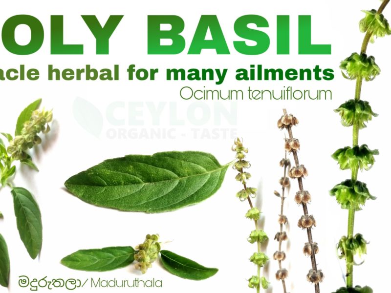 Holy Basil – Miracle herbal for many ailments