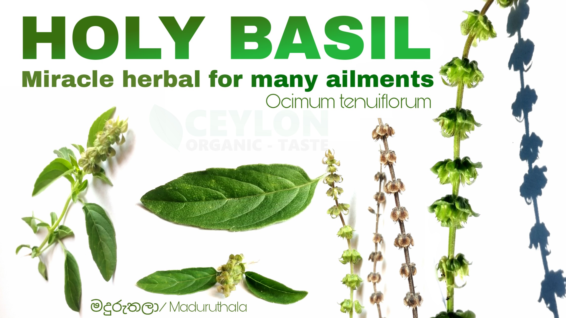 Holy Basil – Miracle herbal for many ailments