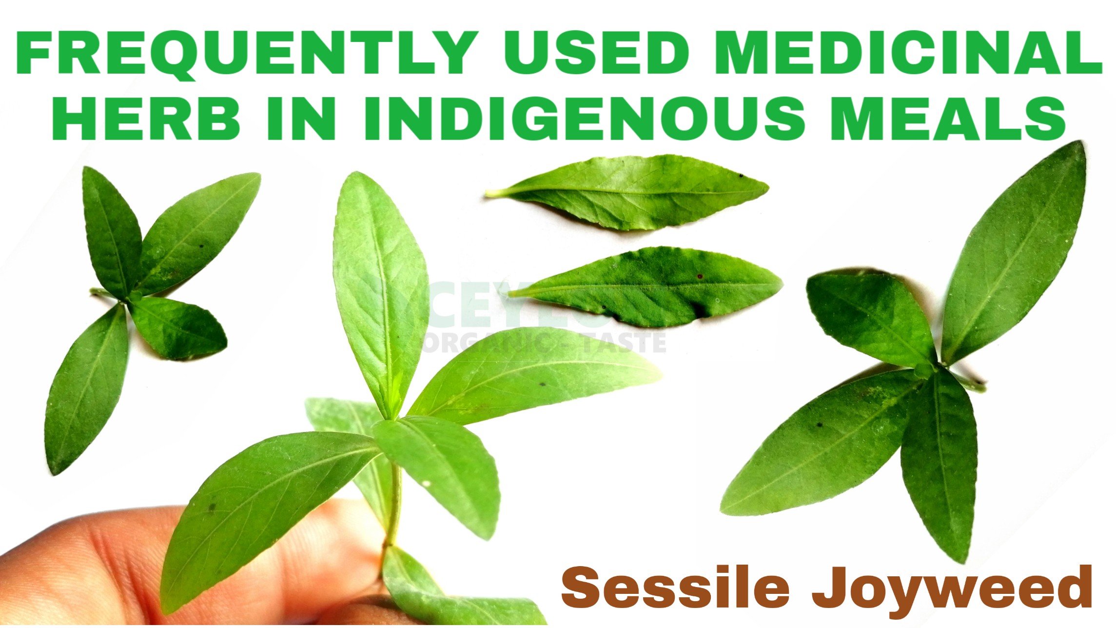 Sessile Joyweed – Frequently used medicinal herb in indigenous meals