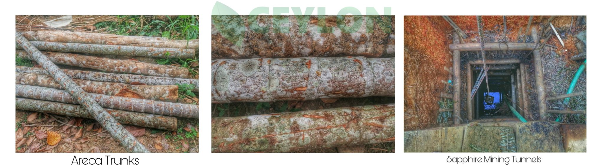 Have you ever known these things about the Areca Tree - Ceylon Organic ...