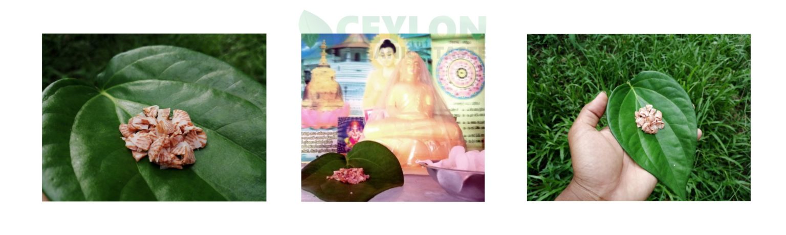 Have you ever known these things about the Areca Tree - Ceylon Organic ...