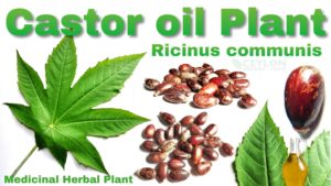 Castor oil Plant-Ricinus communis Ceylonorganictaste