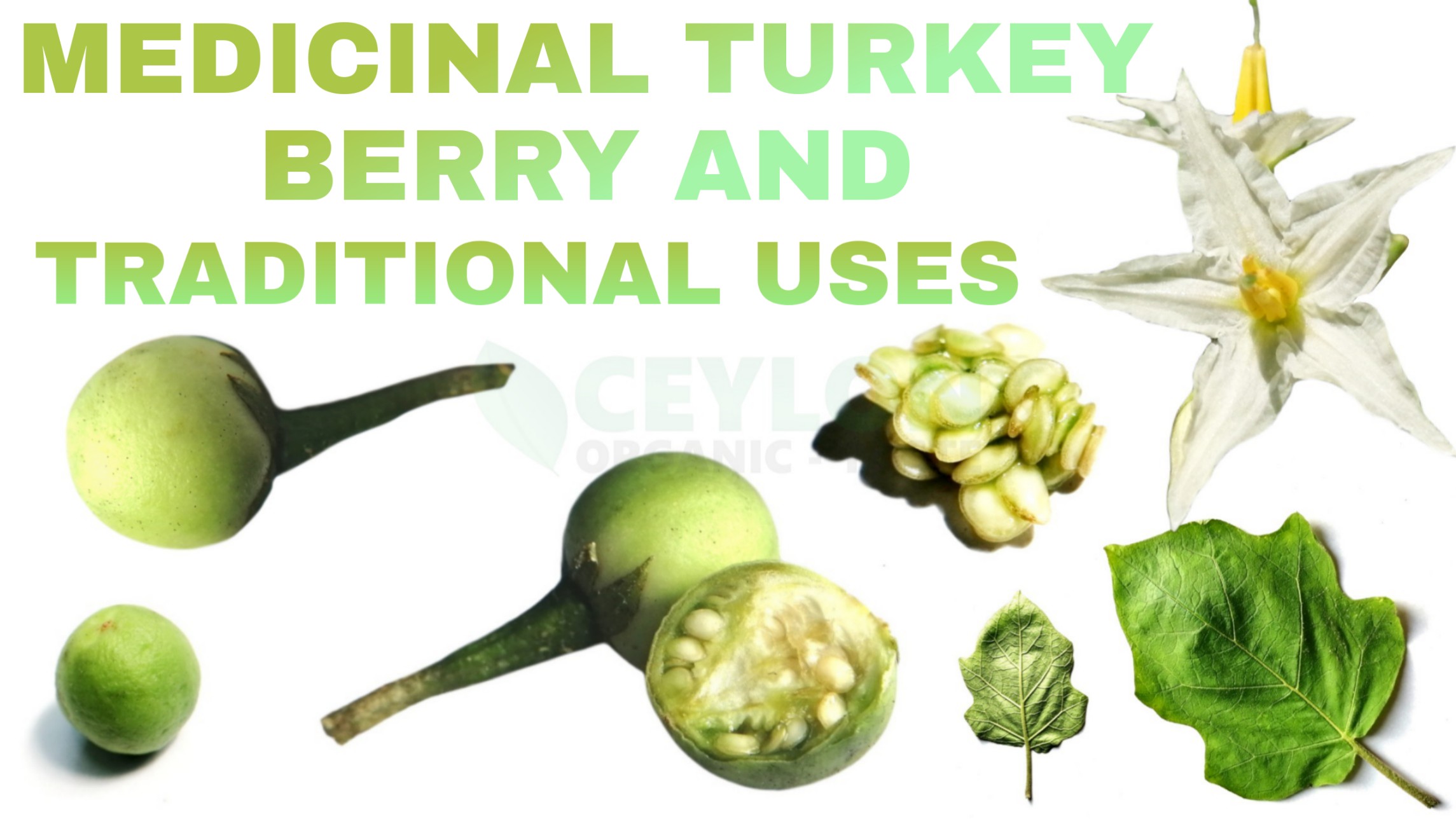 Medicinal Turkey Berry and Traditional Uses
