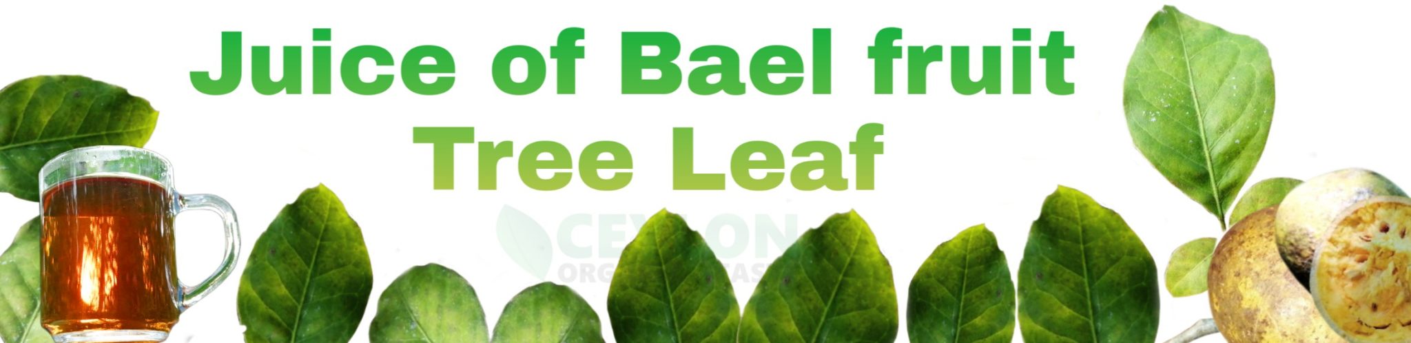 Top Benefits of Bael leaf - Ceylon Organic Taste