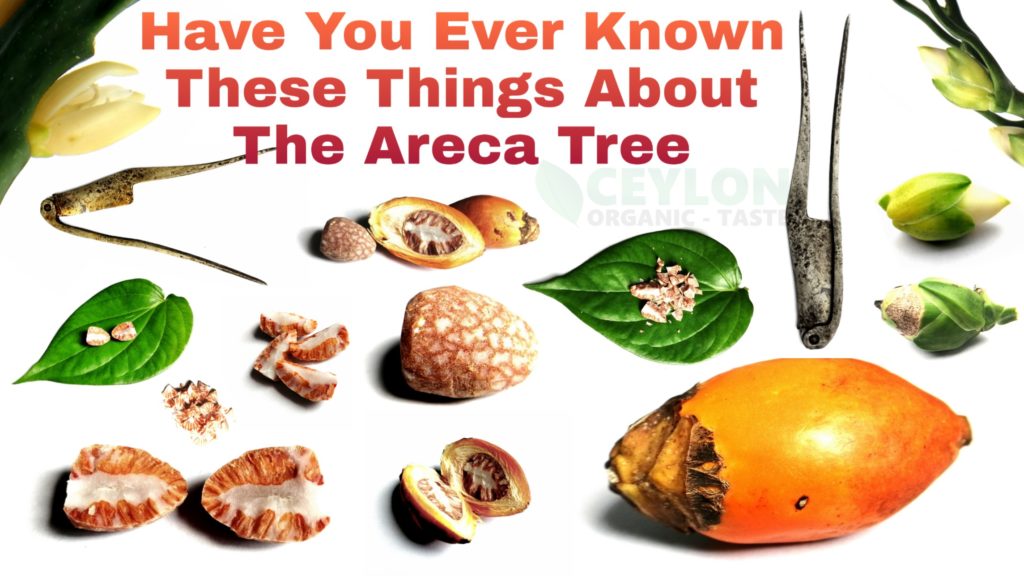 have-you-ever-known-these-things-about-the-areca-tree-ceylon-organic