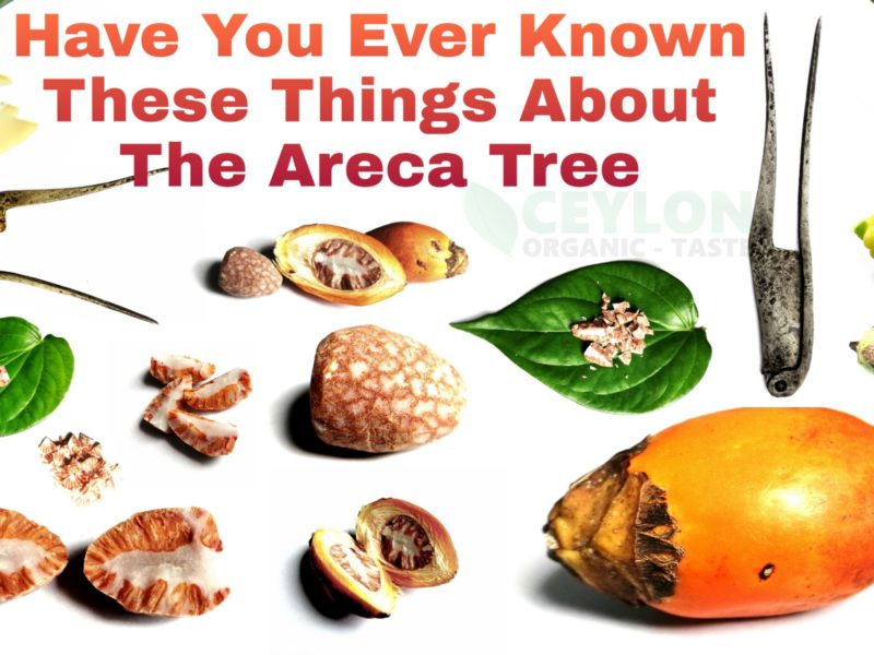 Have you ever known these things about the Areca Tree