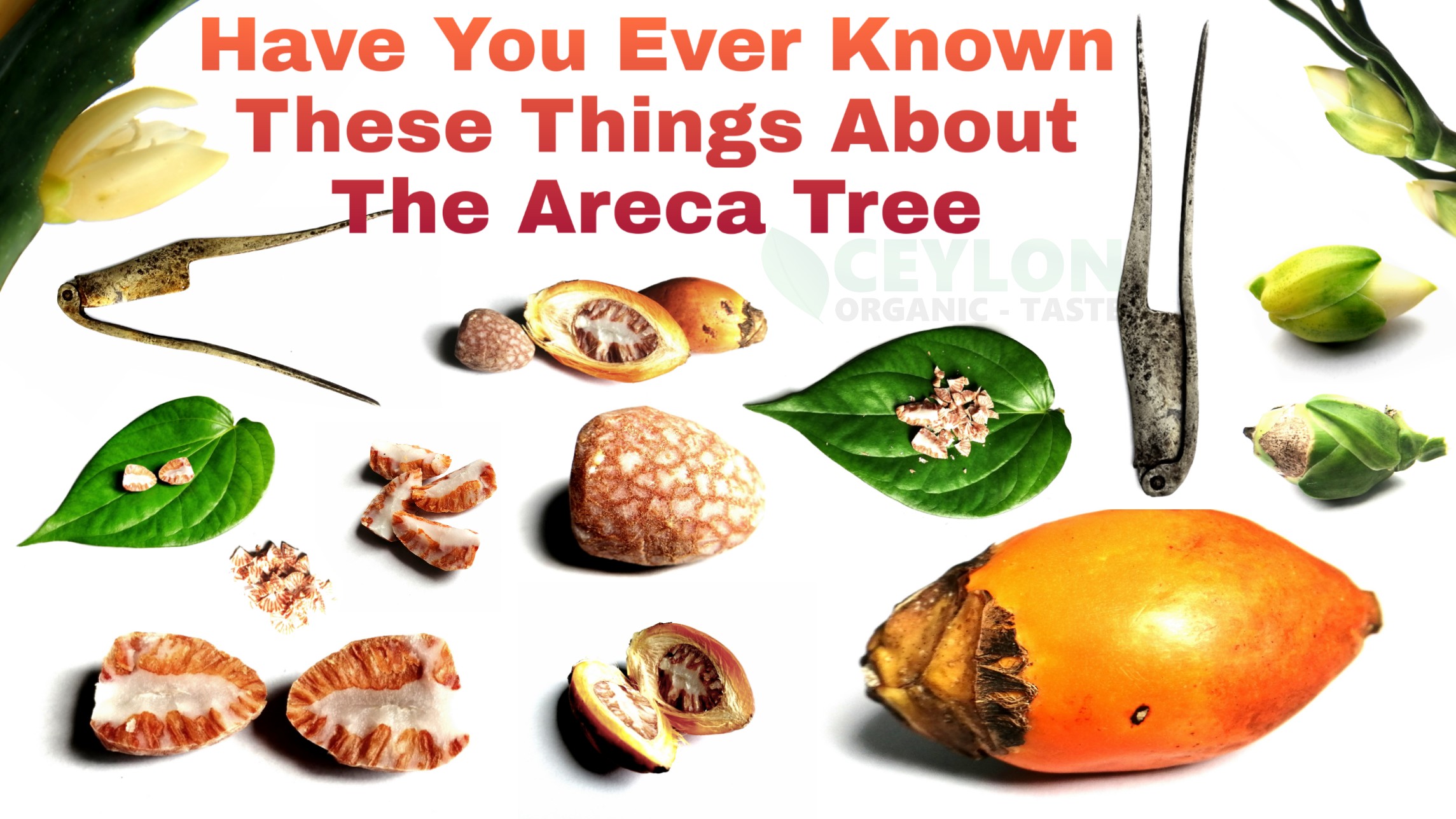 Have you ever known these things about the Areca Tree